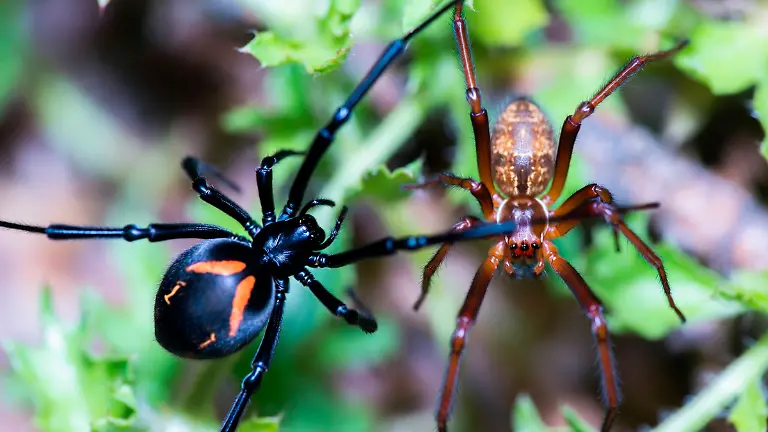 Imagen ilustrativa de araña viuda negra y violinista