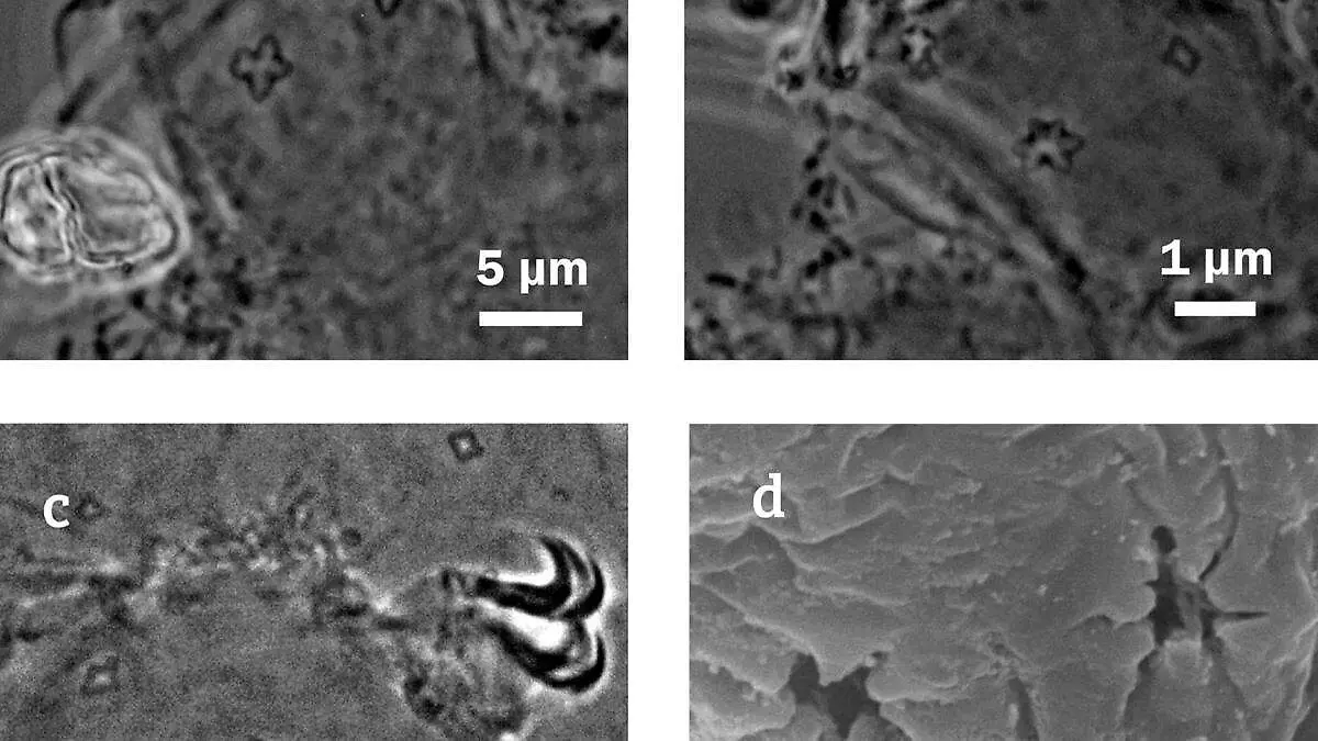 Nueva especie microscópica