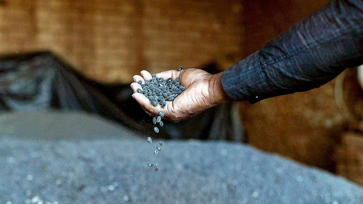 Frijol negro san luis