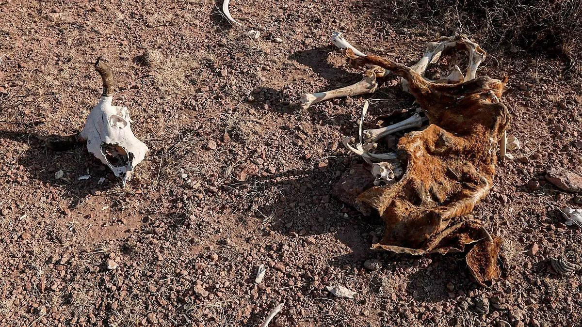 Osamenta de vaca en sequía