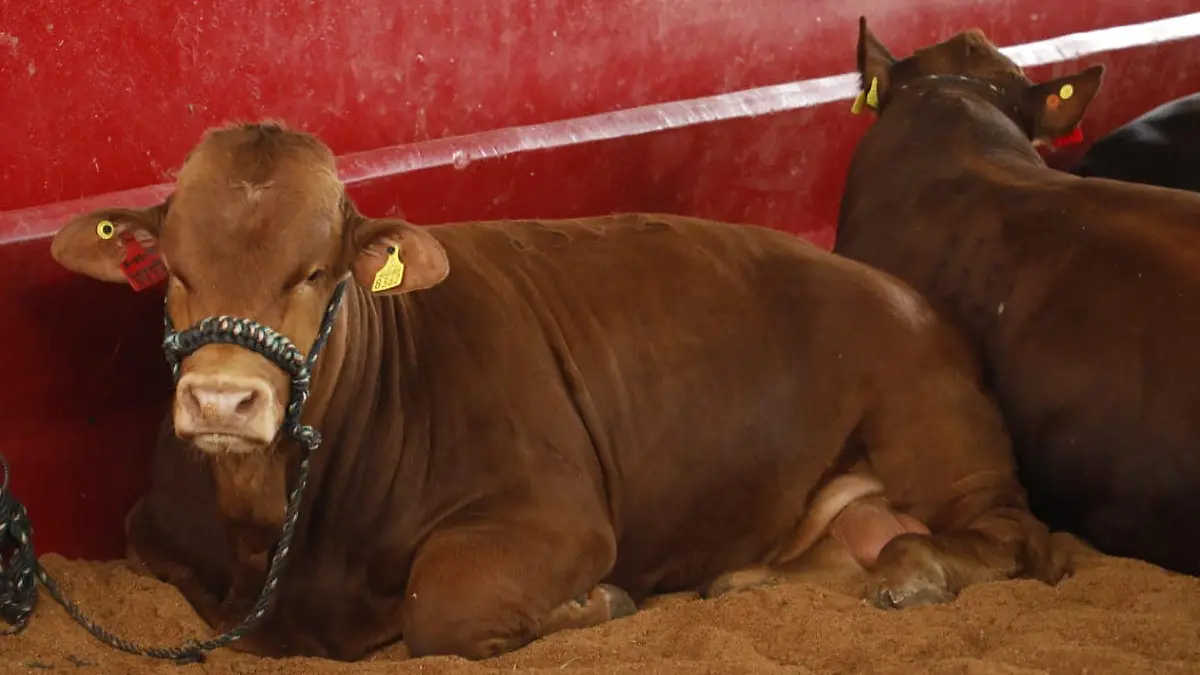 Ganado aretado en Zacatecas