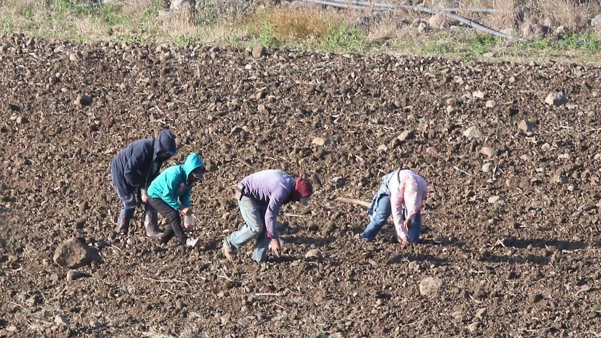Labores de jornaleros agrícolas