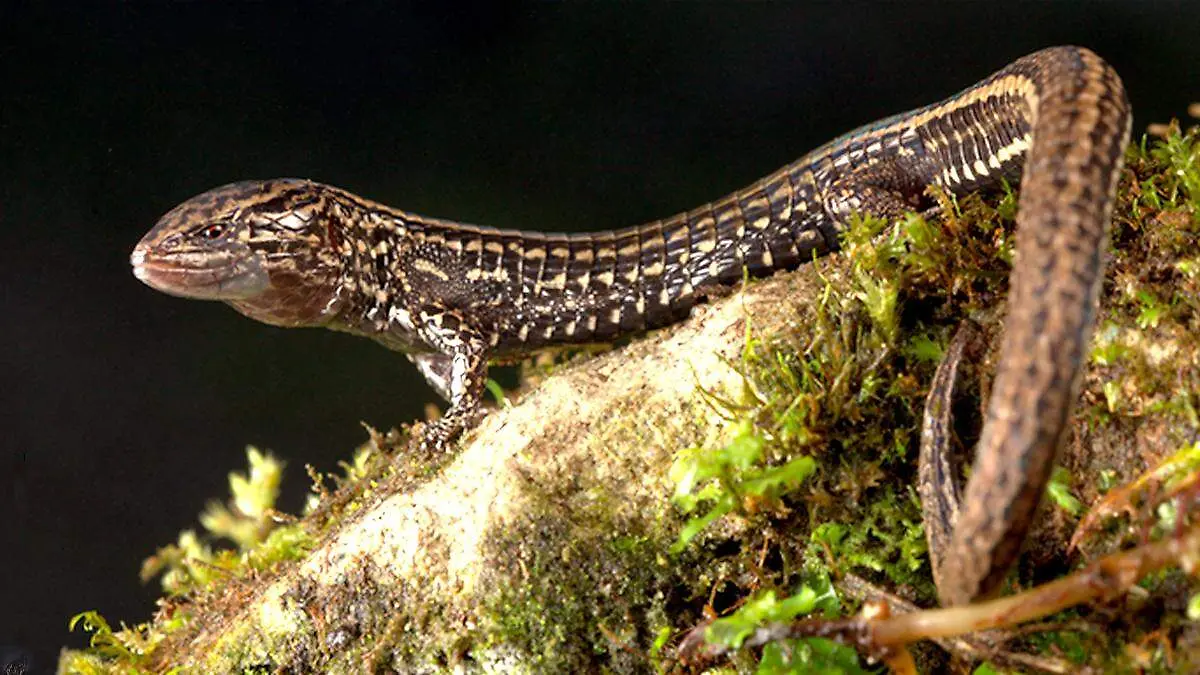Nueva especie de lagartija