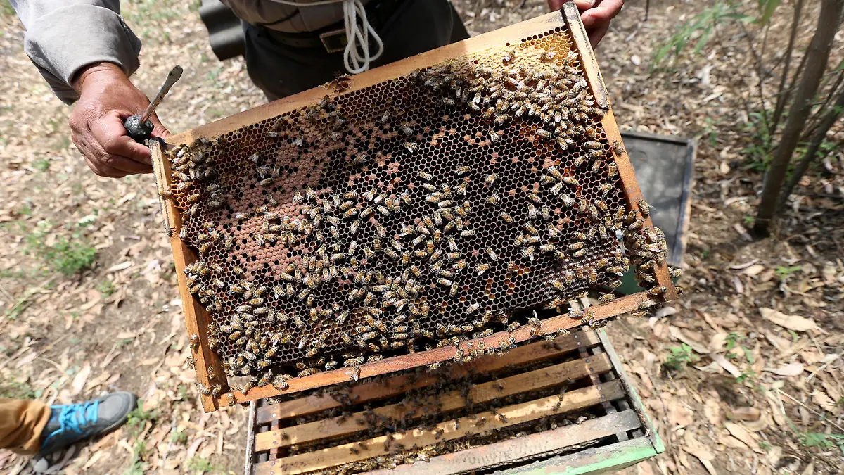 Abejas