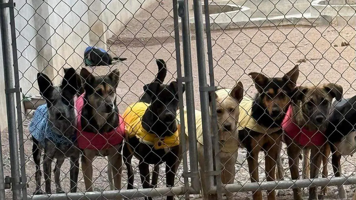 Perros