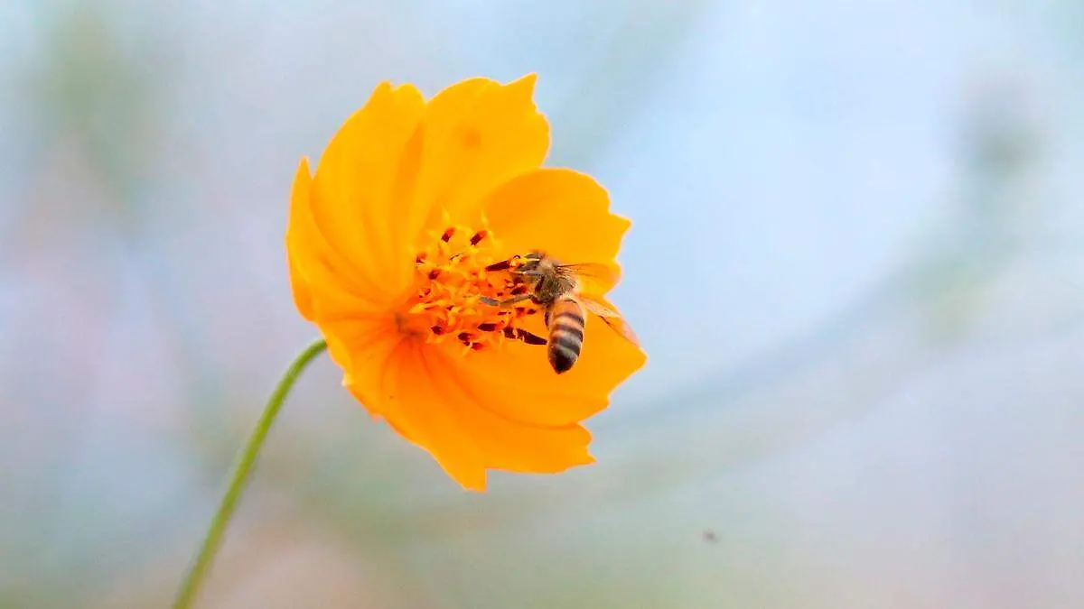 Abeja en una flor