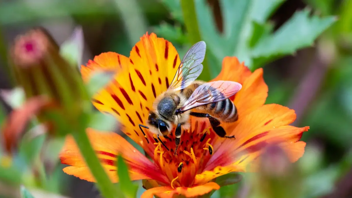 Abeja sobre una flor