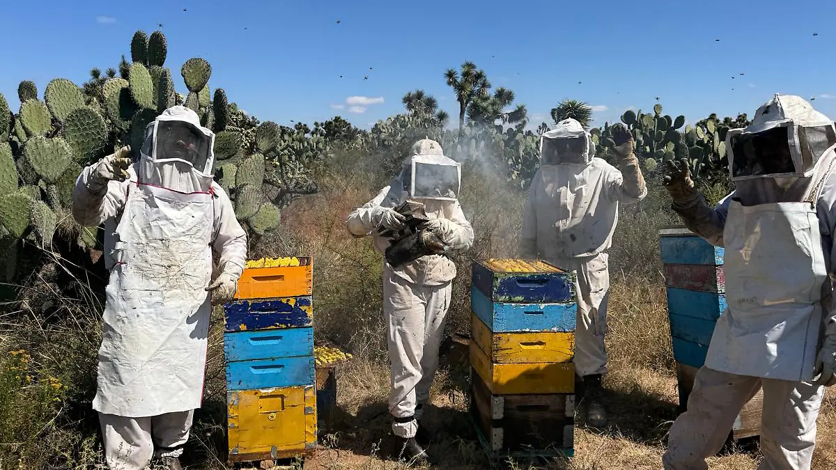 Apicultores zacatecanos