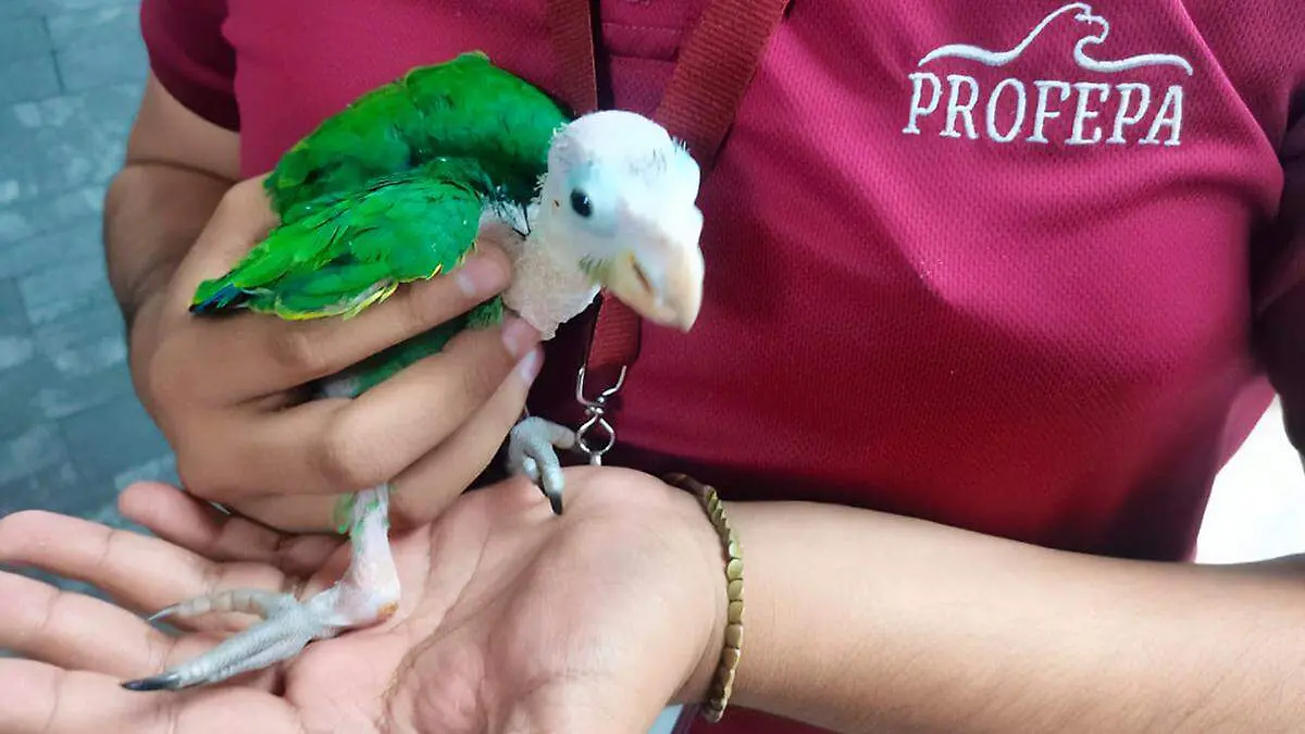 Rescatan pericos cachetres amarillos en Zacatecas3