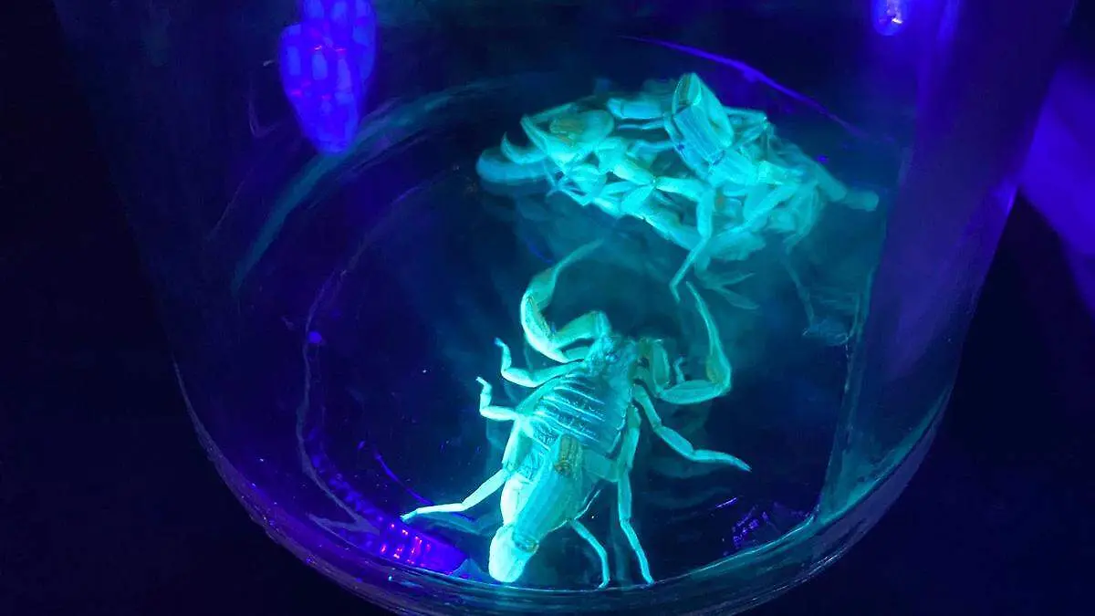 Alacranes