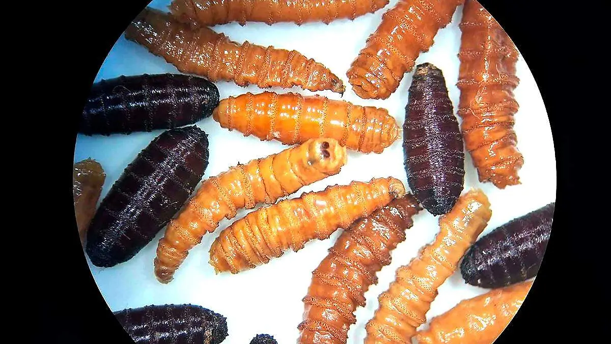 Gusano barrenador