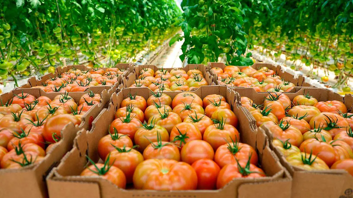 Cajas con tomates