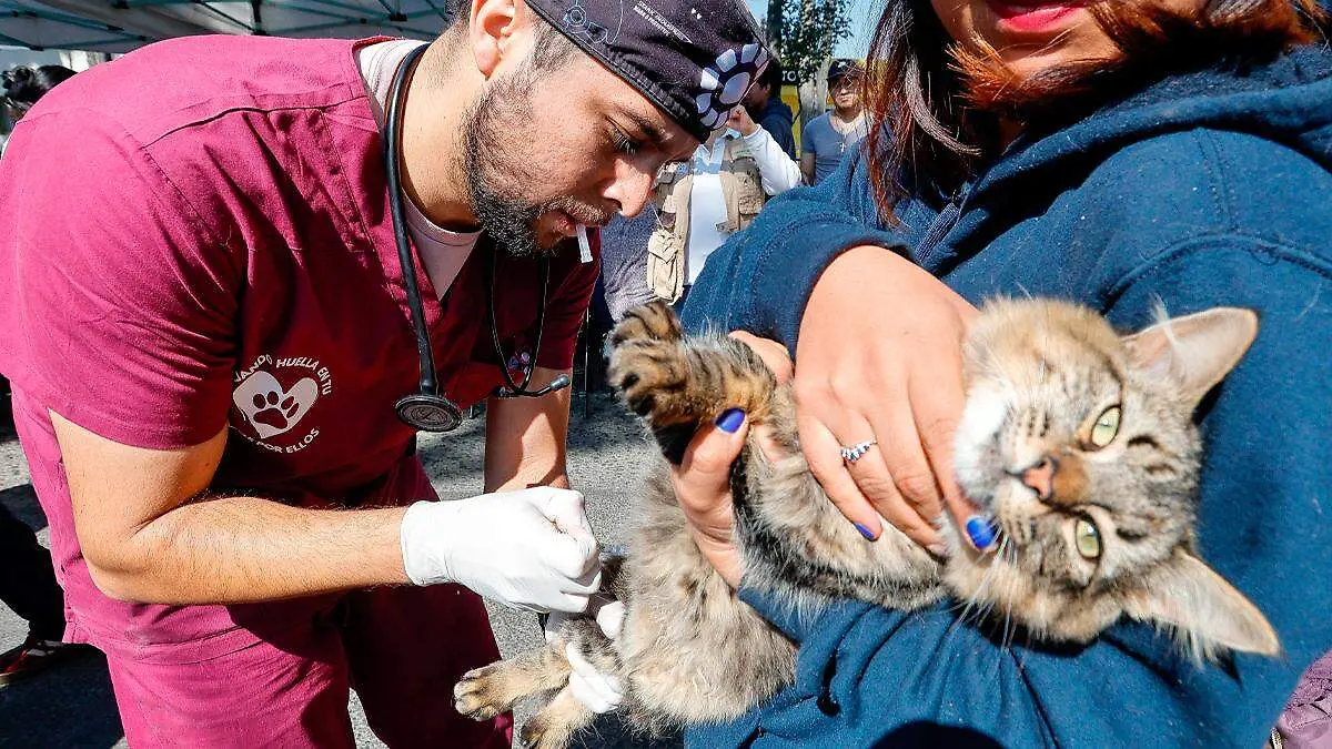 Esterilización felina