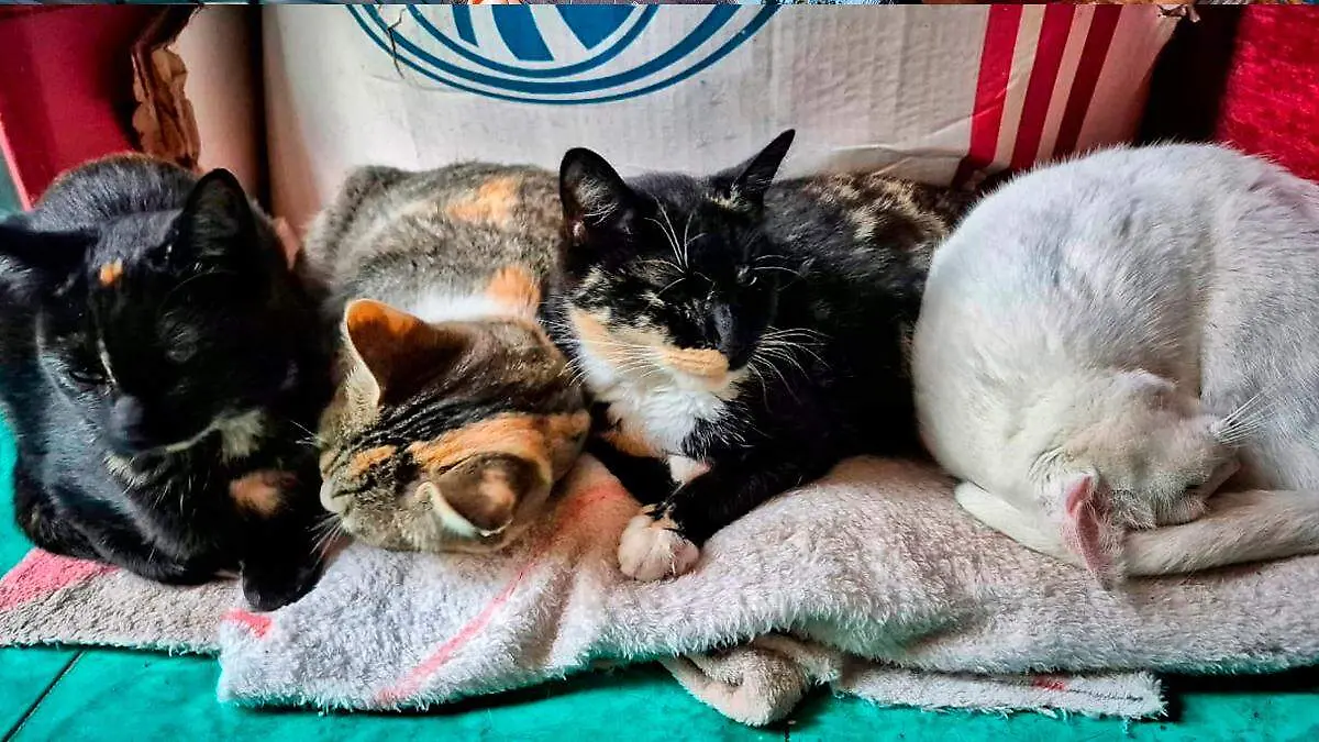 Estrilización de gatos