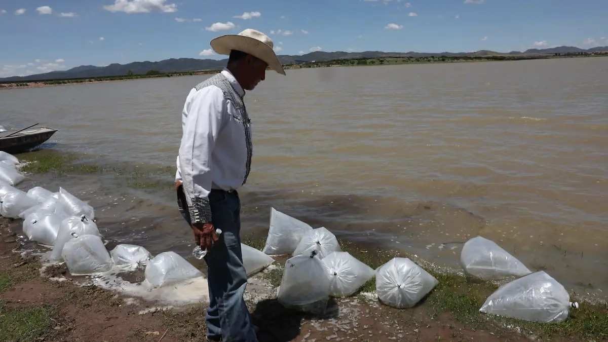 Siembra de peces tilapia en presa Santa Rosa en Fresnillo, Zacatecas