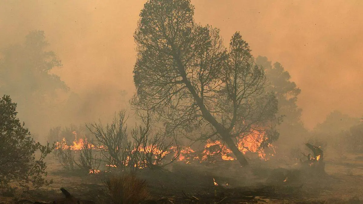 Incendio forestal