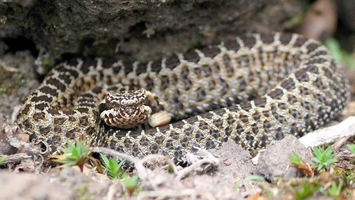 Serpiente