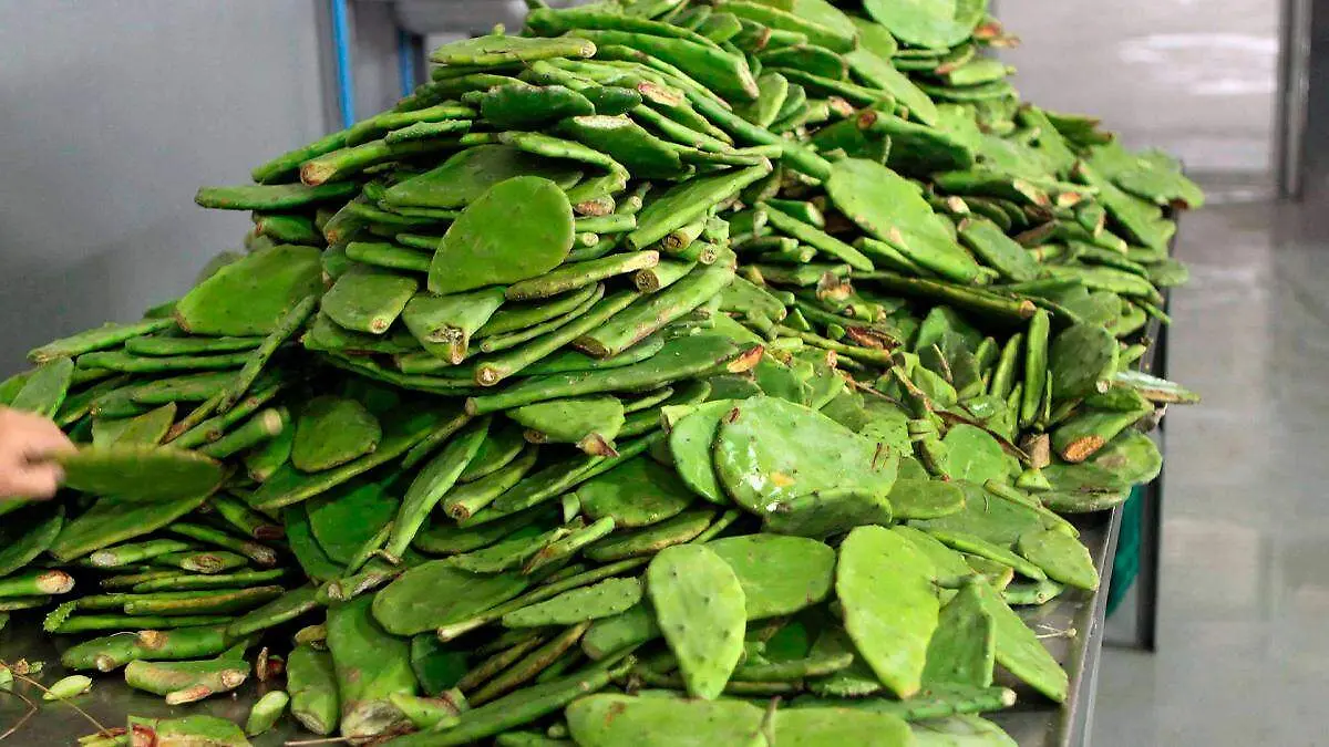 Penca de nopal