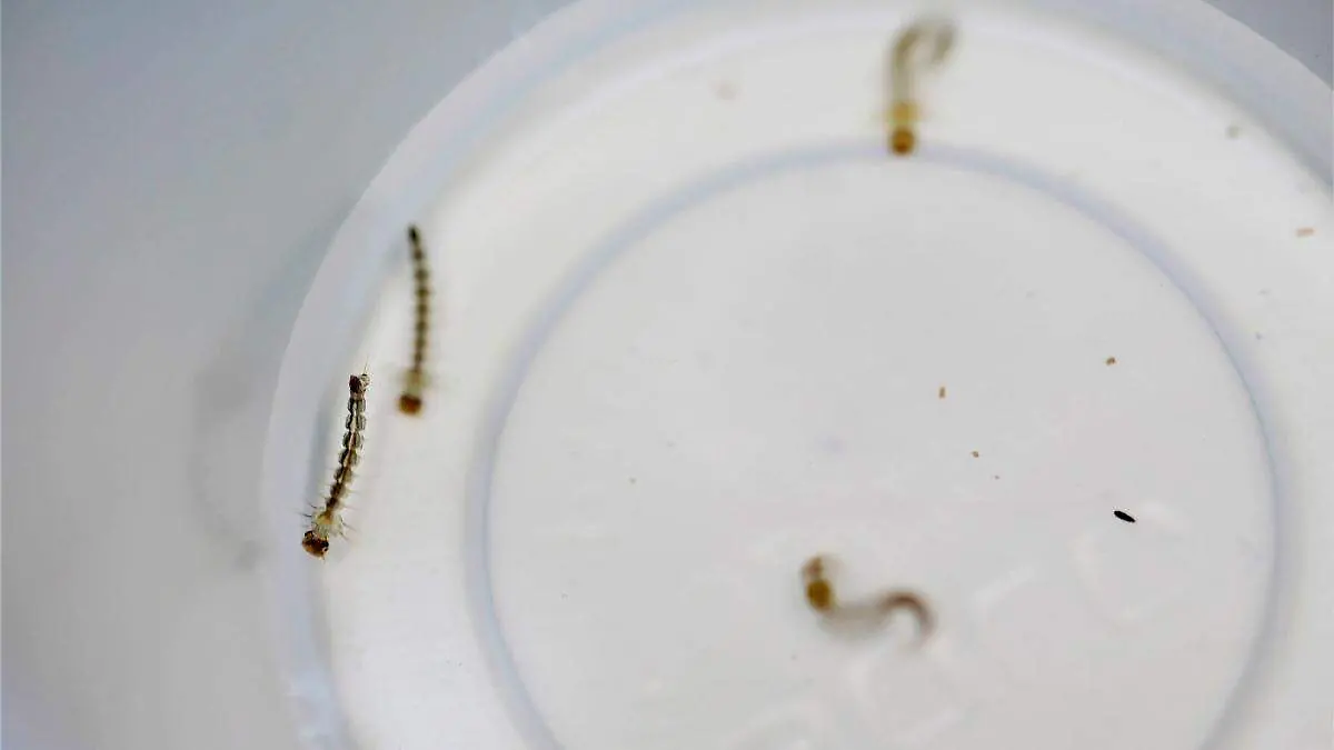 Proliferación de dengue