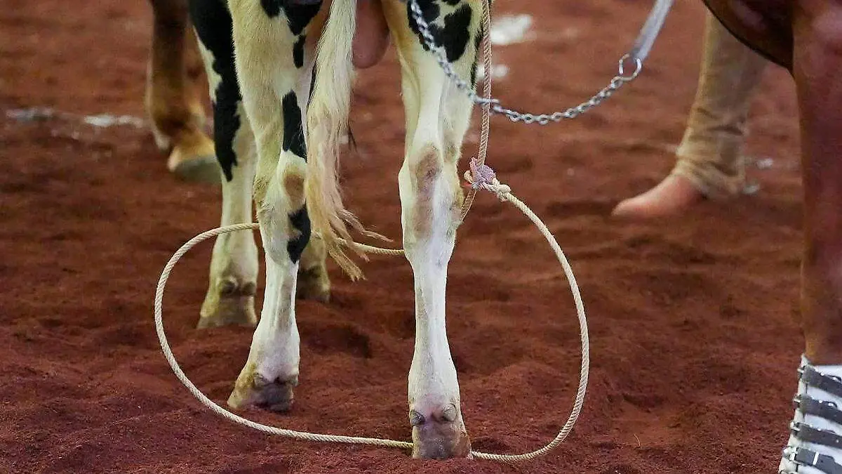 Patas de caballo