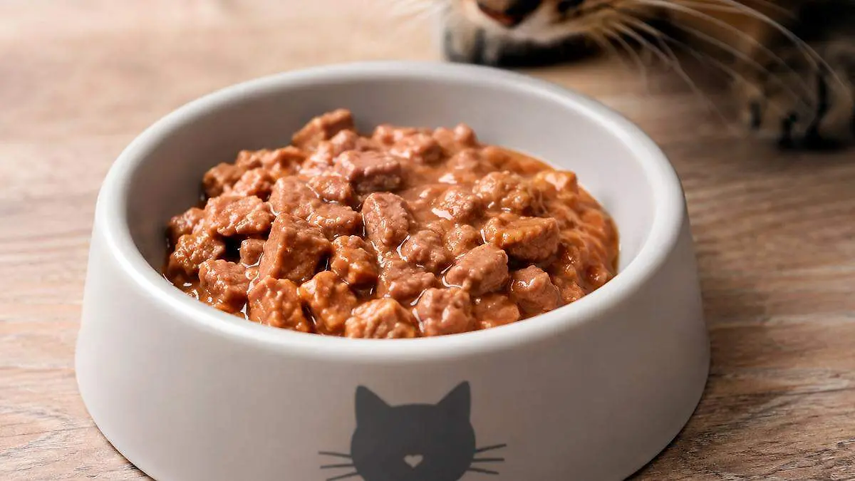 Alimento húmedo para gatos