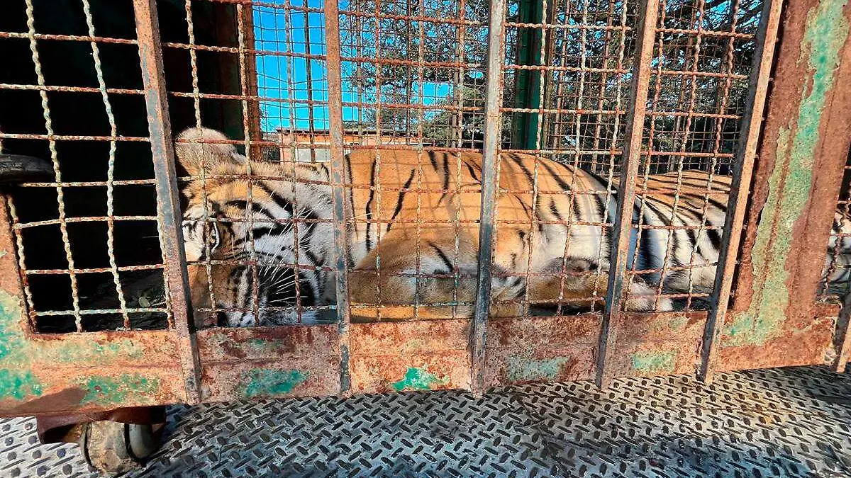 Tigre de bengala enjaulado