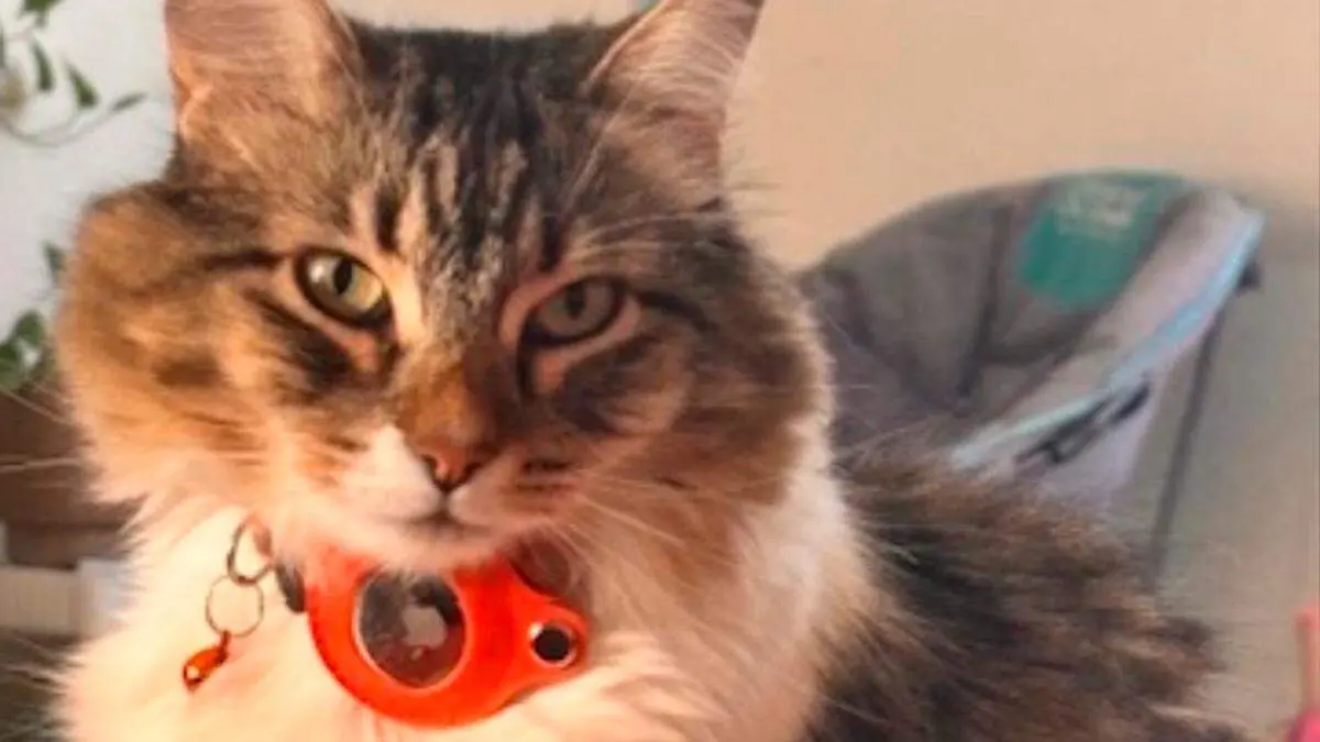 Día Internacional del gato