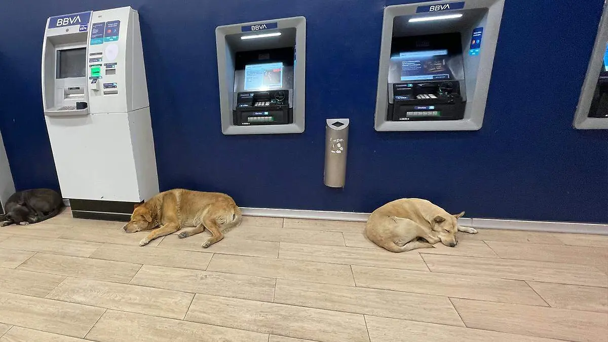 Perros en área de cajeros automáticos
