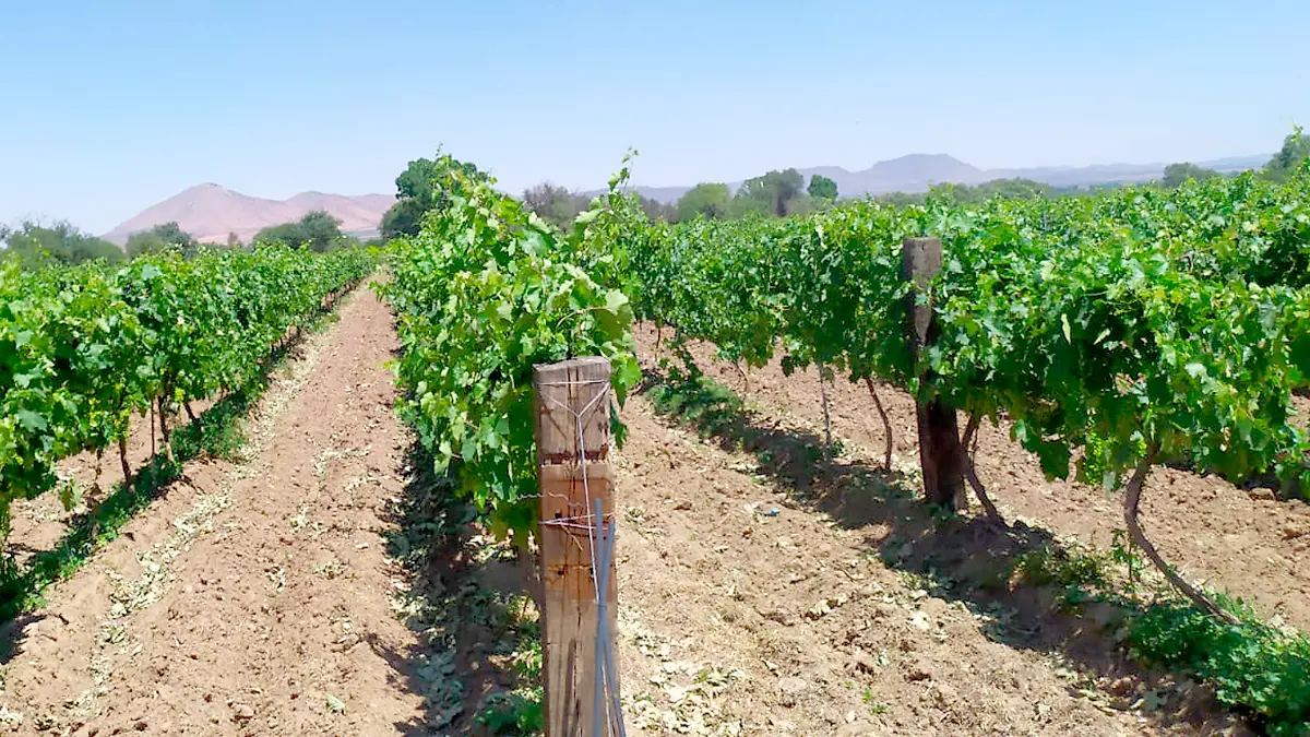 Viñedos en Fresnillo, Zacatecas