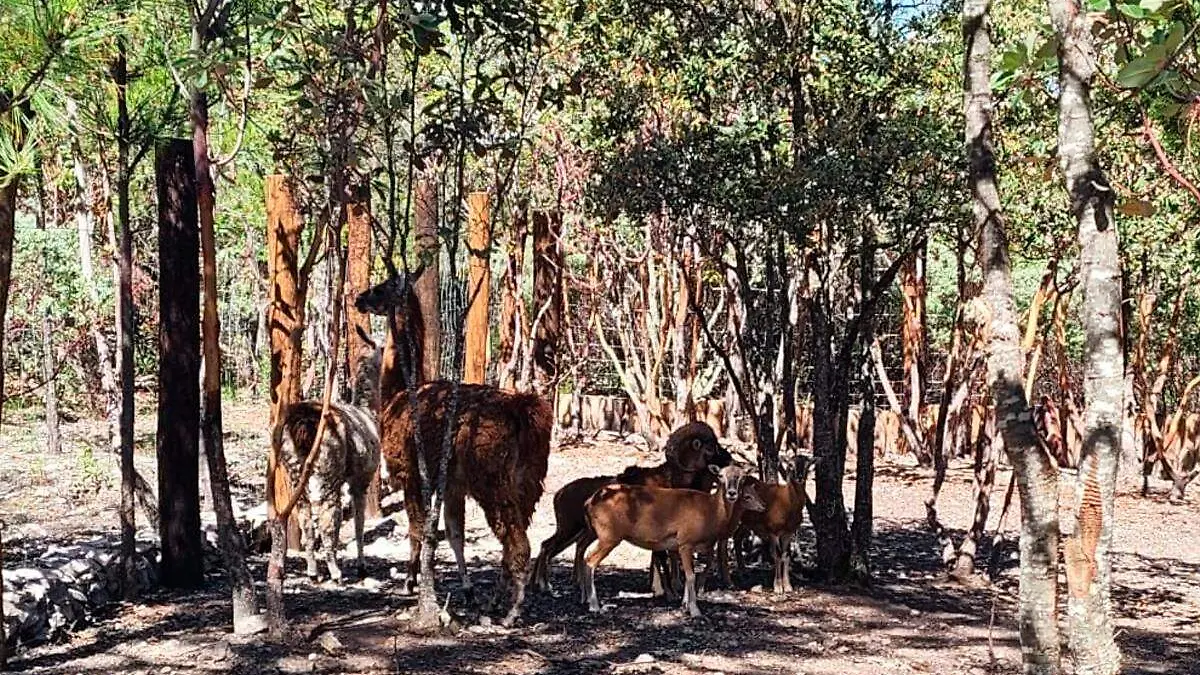 Fauna asegurada en campamento