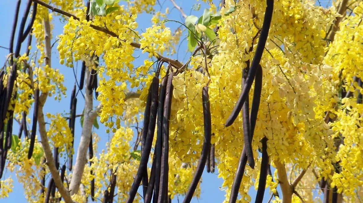 Árbol de lluvia de oro