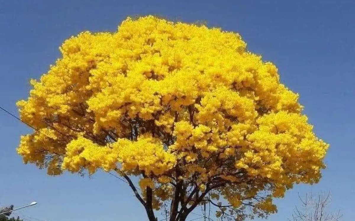 Árbol de lluvia de oro