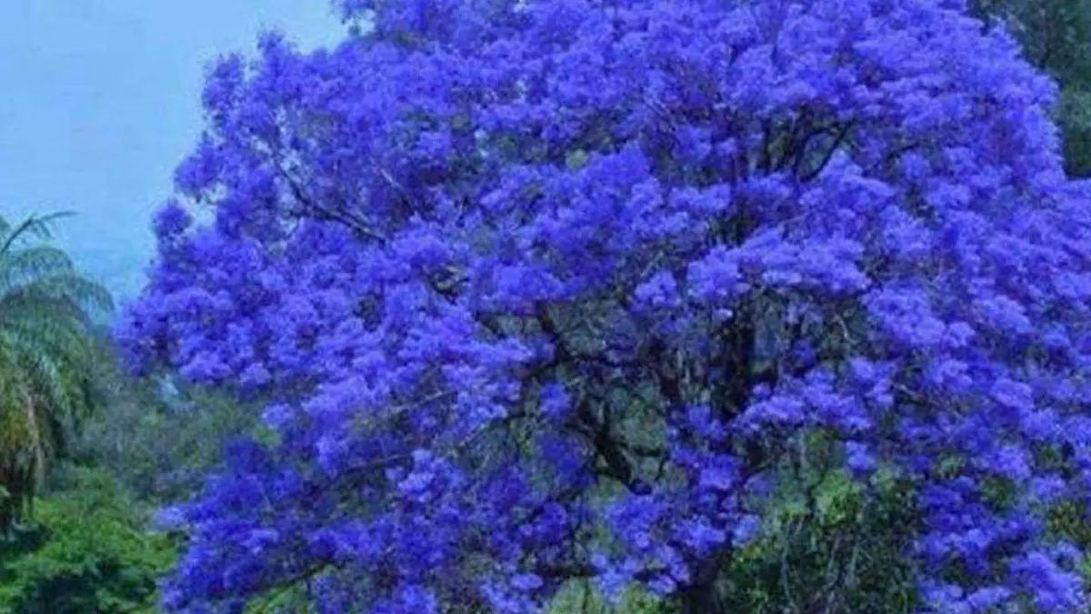 Jacarandas 