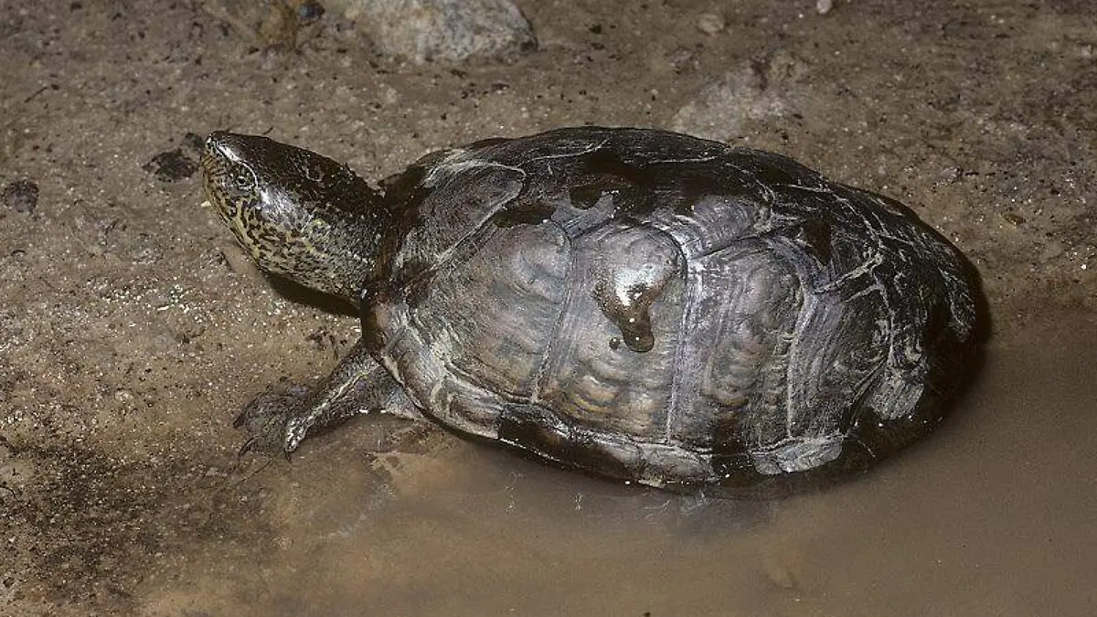 Tortuga Casquito de Pata Rugosa