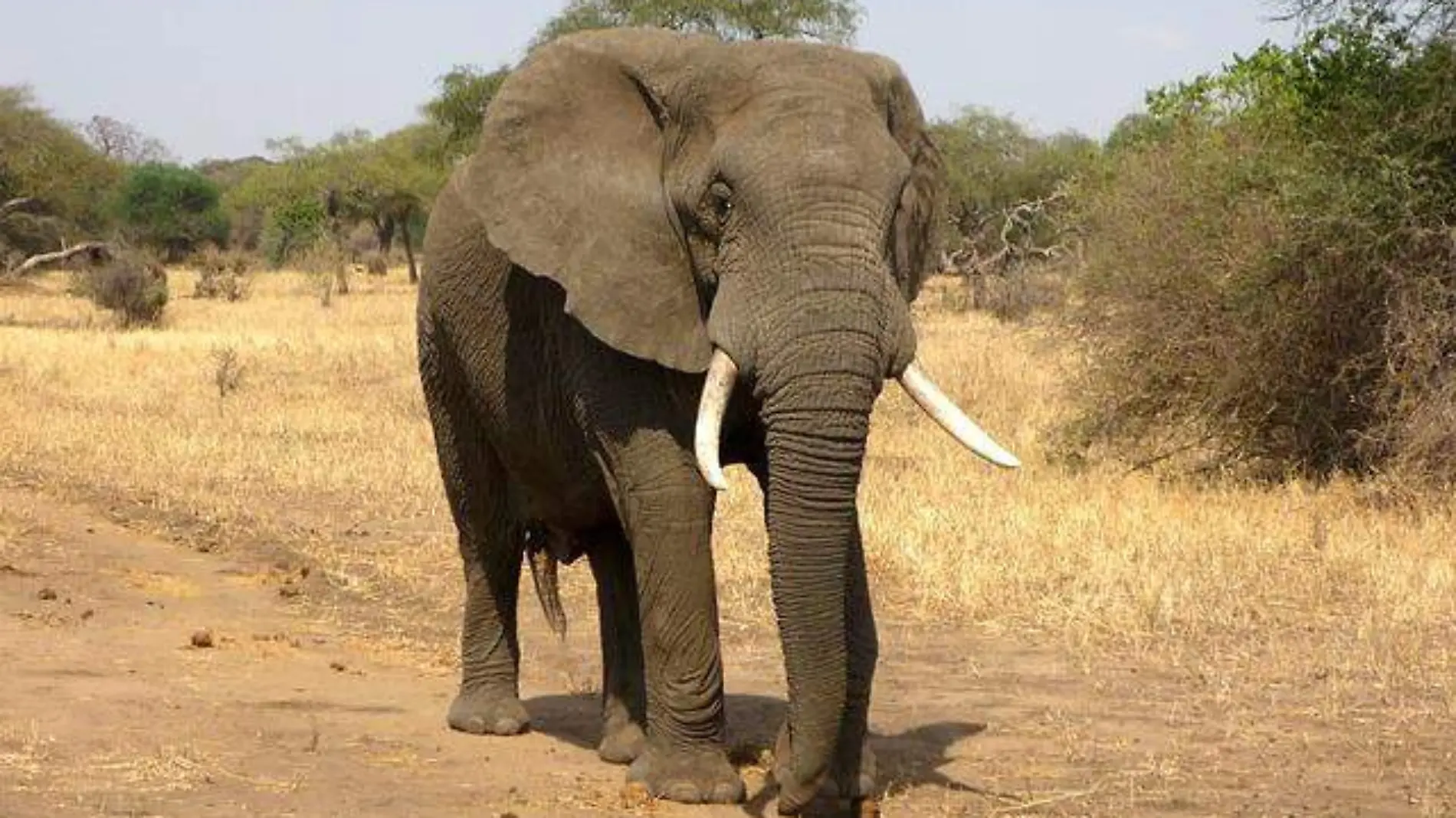 elephant-114543_640