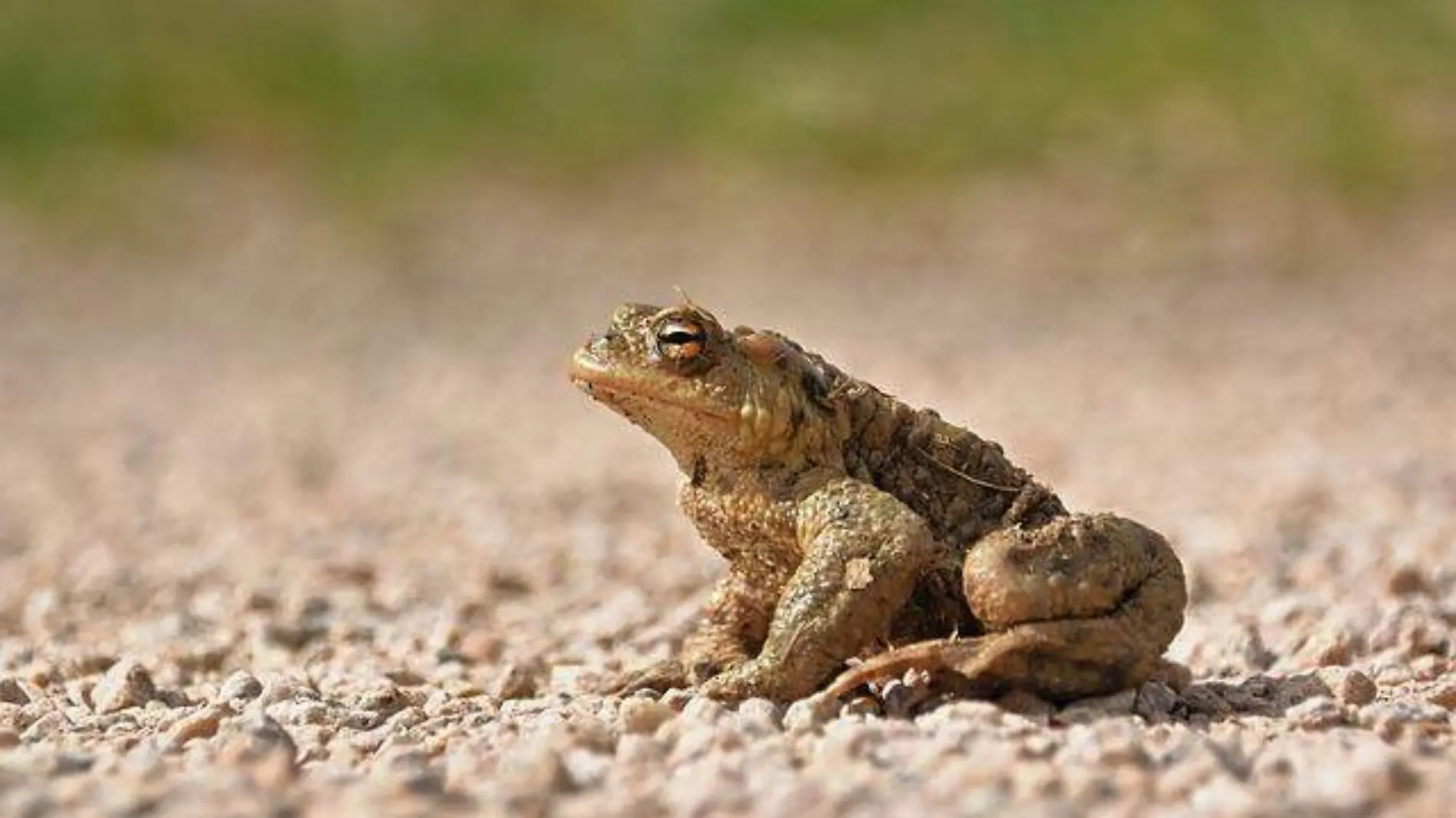 common-toad-6142644_640