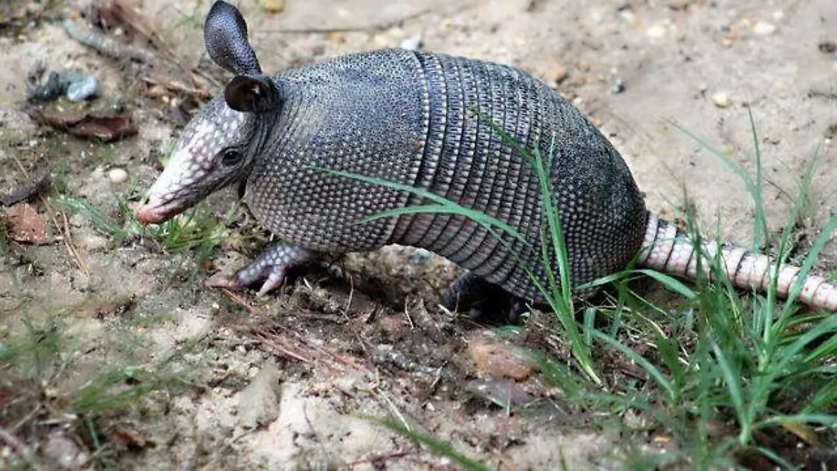 Armadillo en vida silvestre 