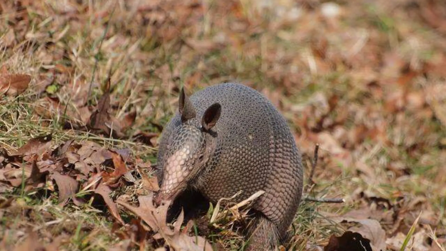 armadillo-17580_640