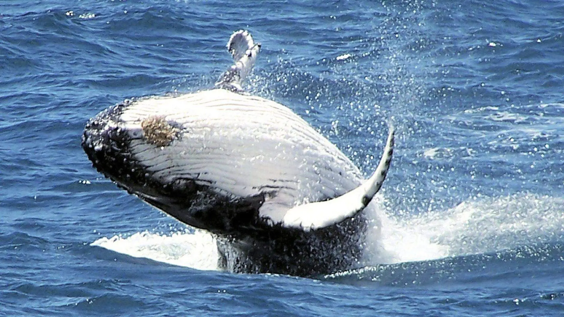 Ballena