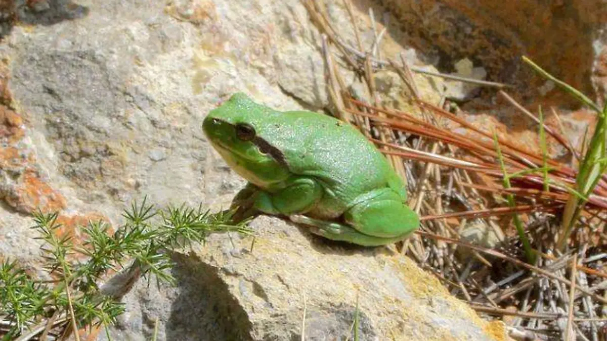 Rana Arborícola de Montaña