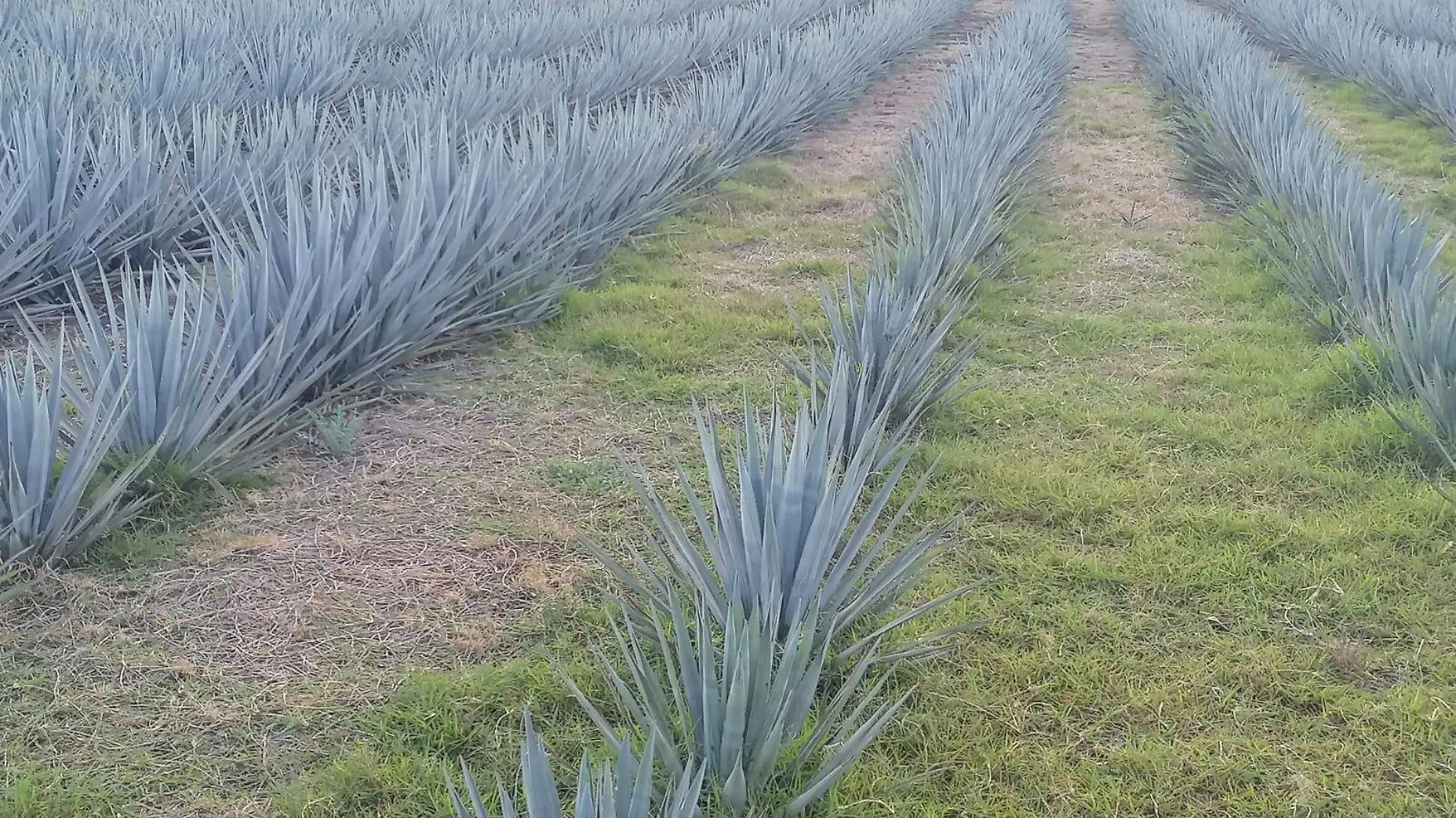 agave