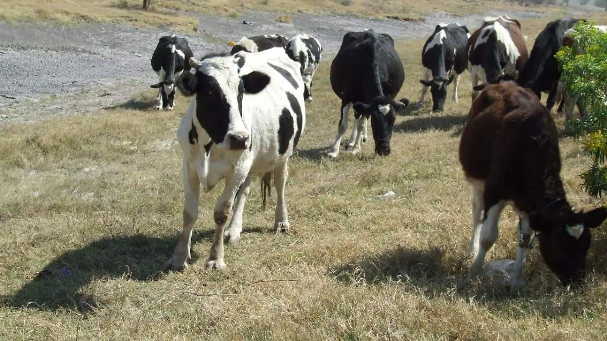 Ganado