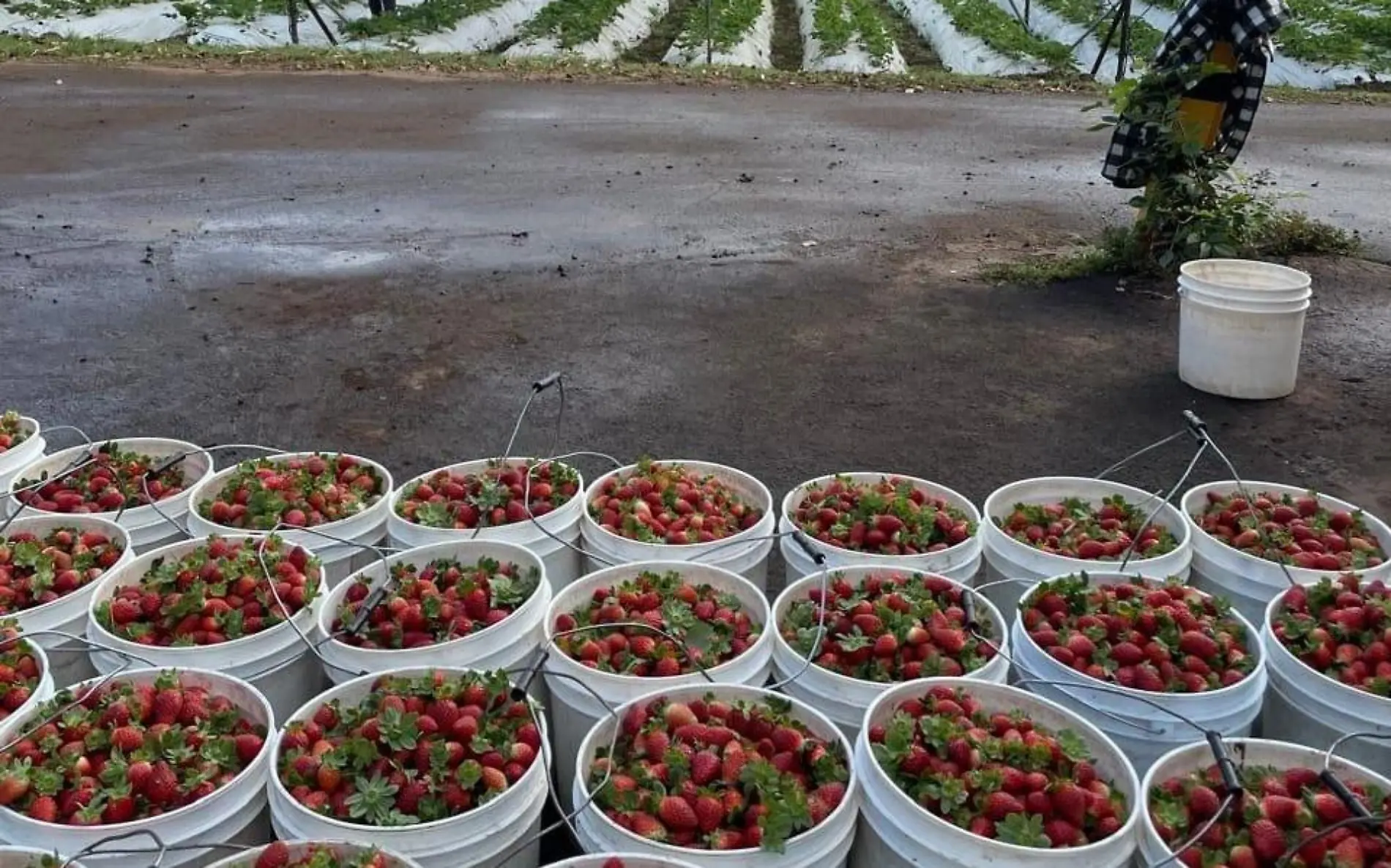 Fresas de Zamora 