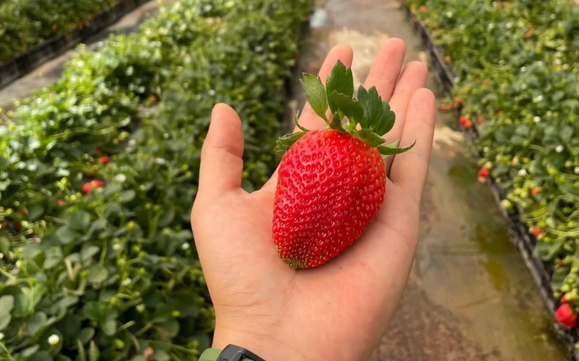 Fresas de Zamora 