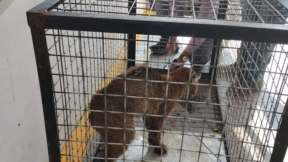 lince