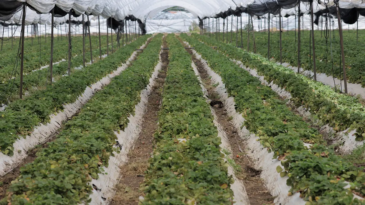 fresas Zamora - FMM.jpeg