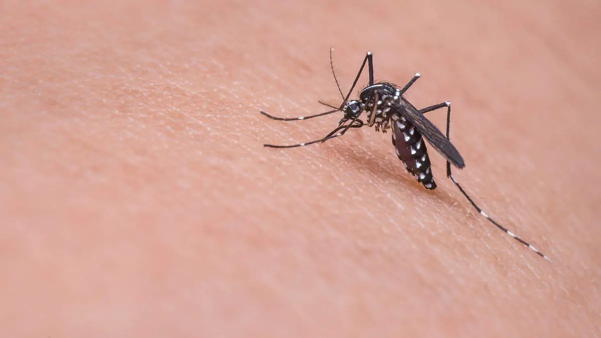 mosquito-719613_1920