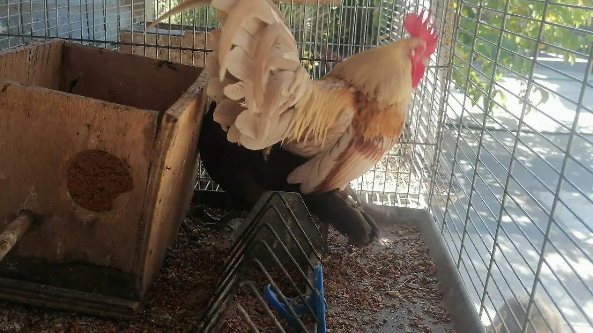 pollo