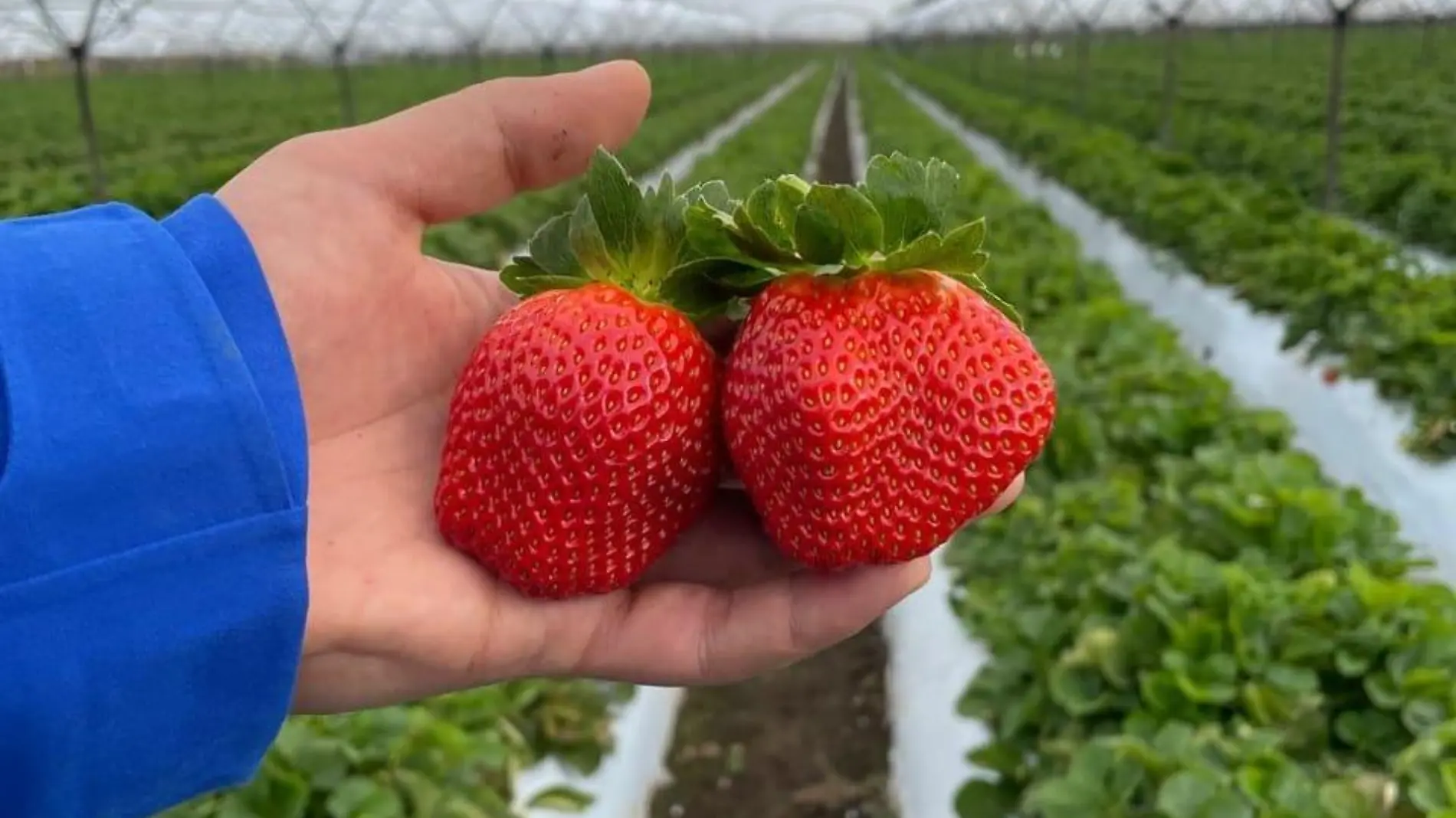 Fresas de Zamora 