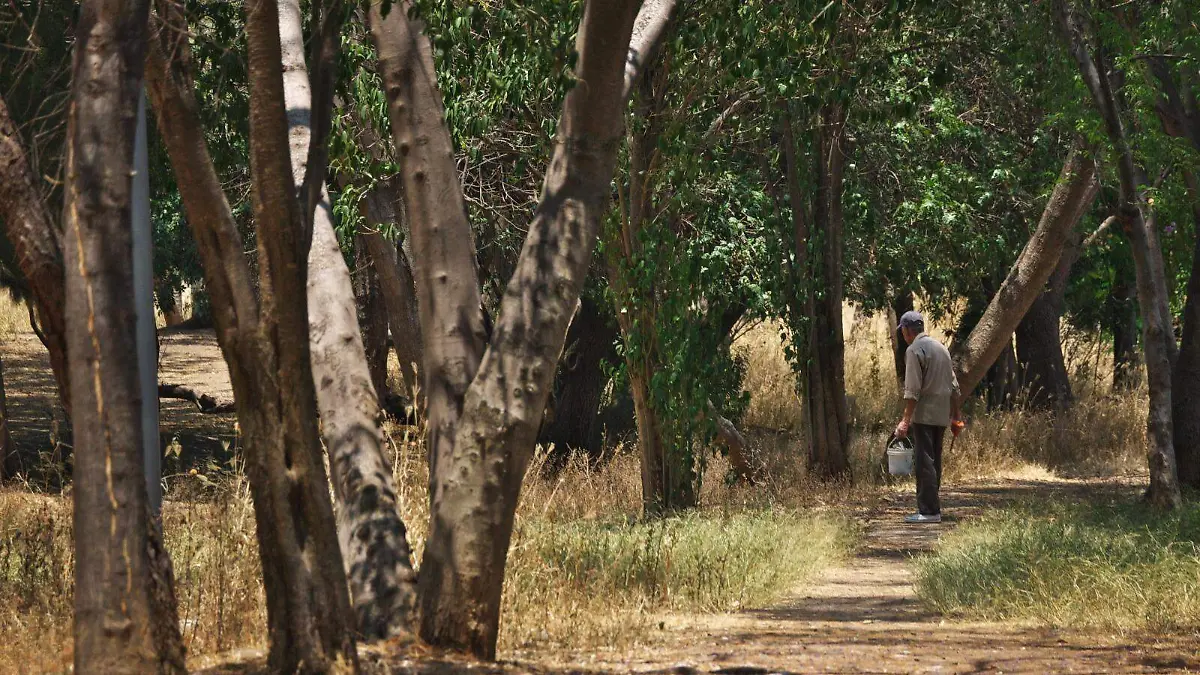 Hombre camina por zona arbolada